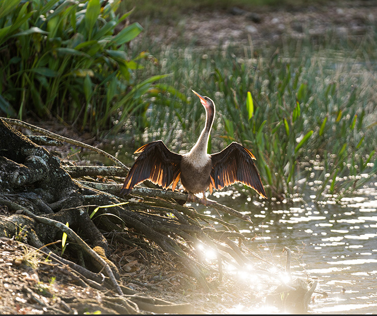 bird by the water